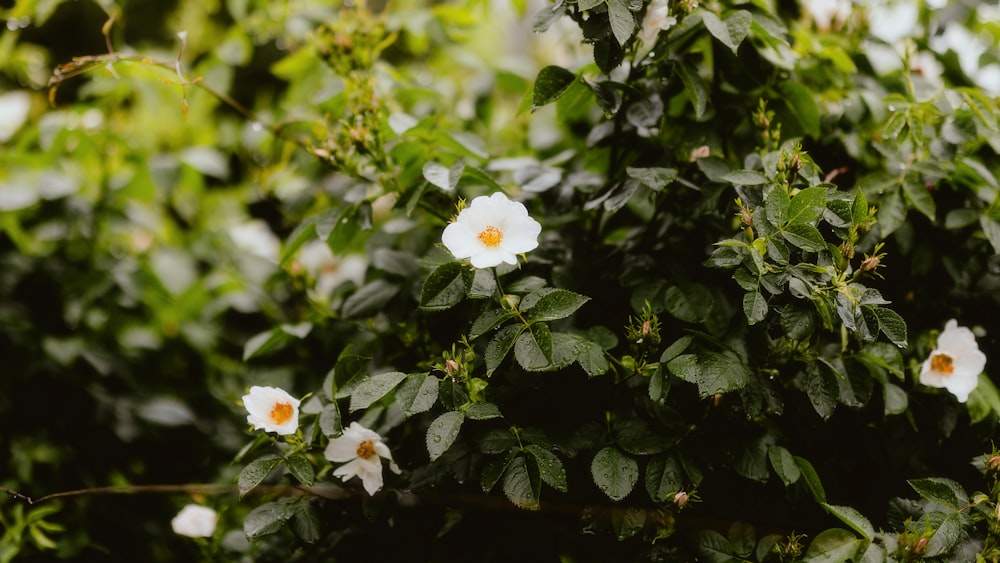 un arbusto con flores blancas y hojas verdes