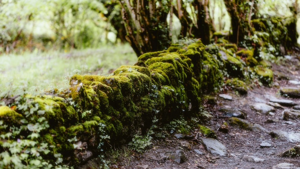 una valla cubierta de musgo en medio de un bosque