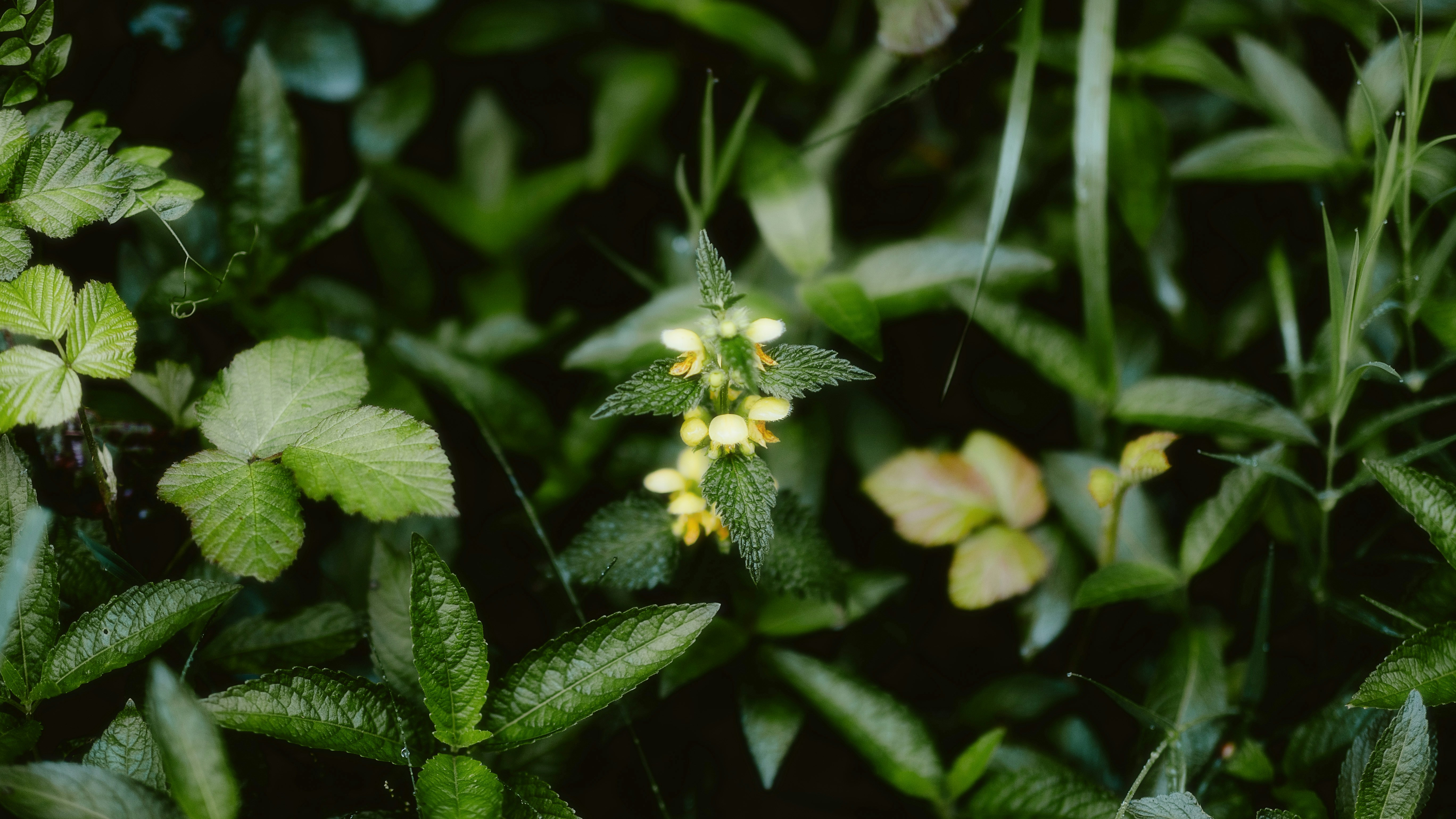 Photo by alingavriliuc