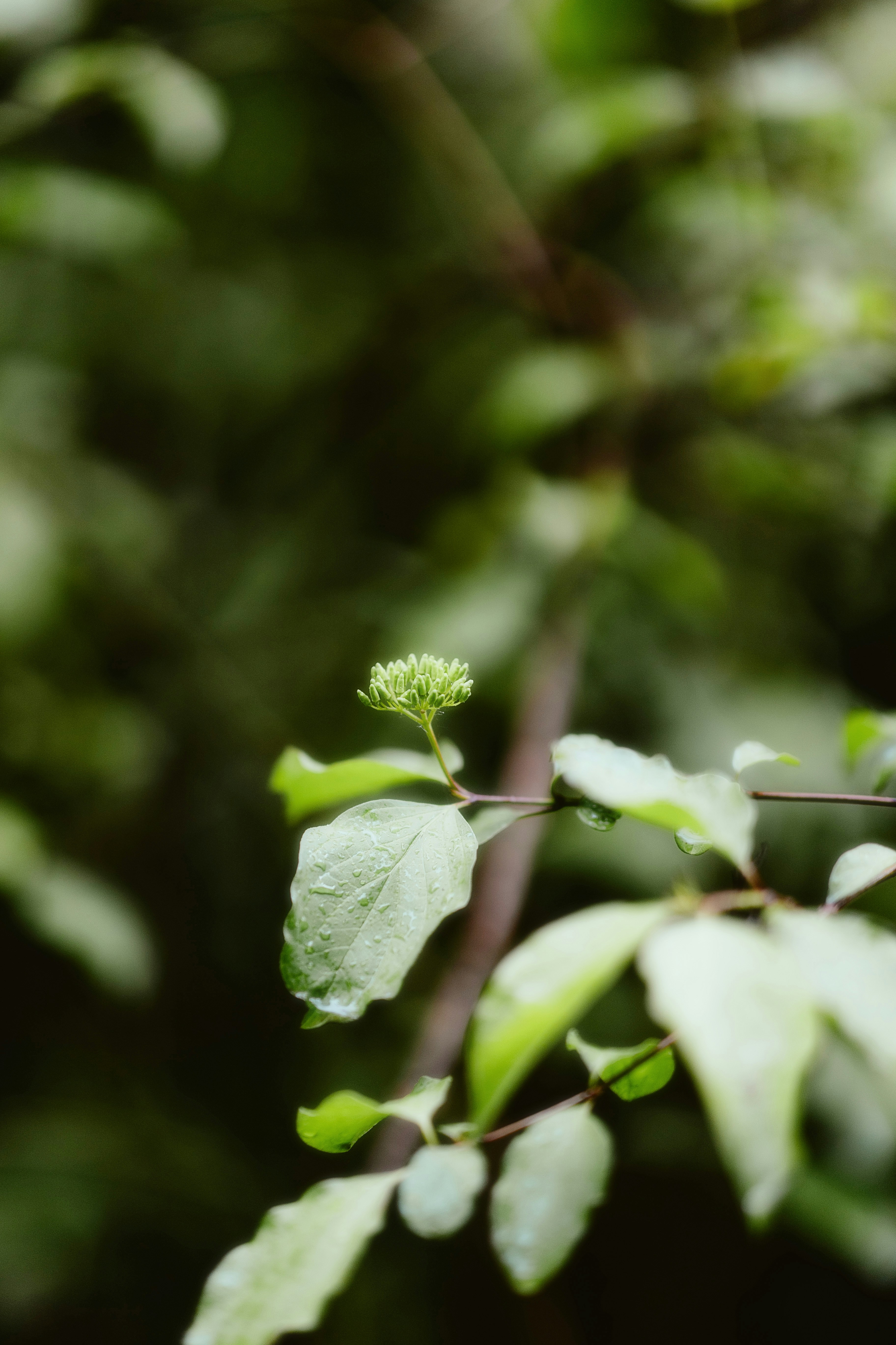 Photo by alingavriliuc