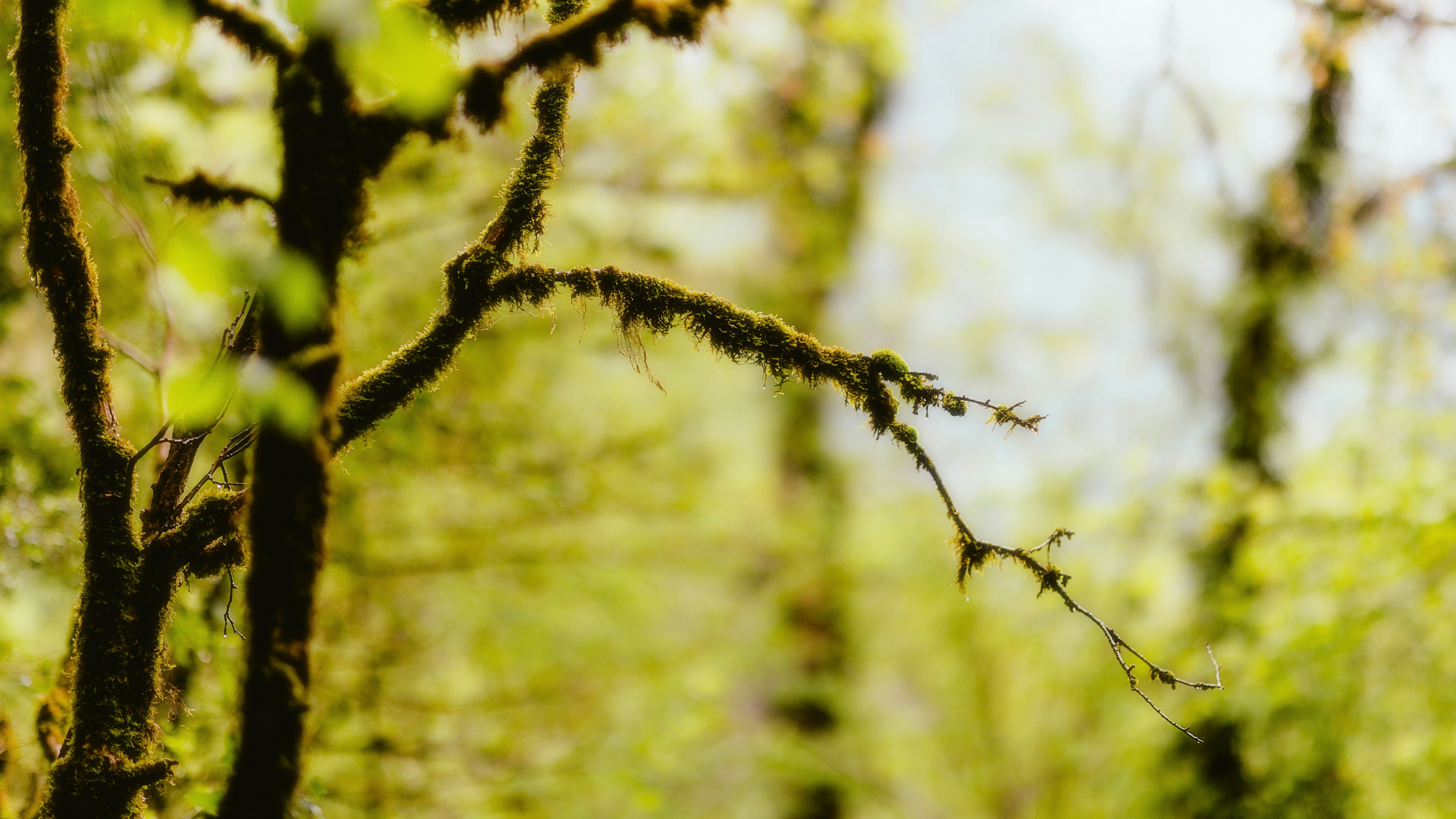 Photo by alingavriliuc