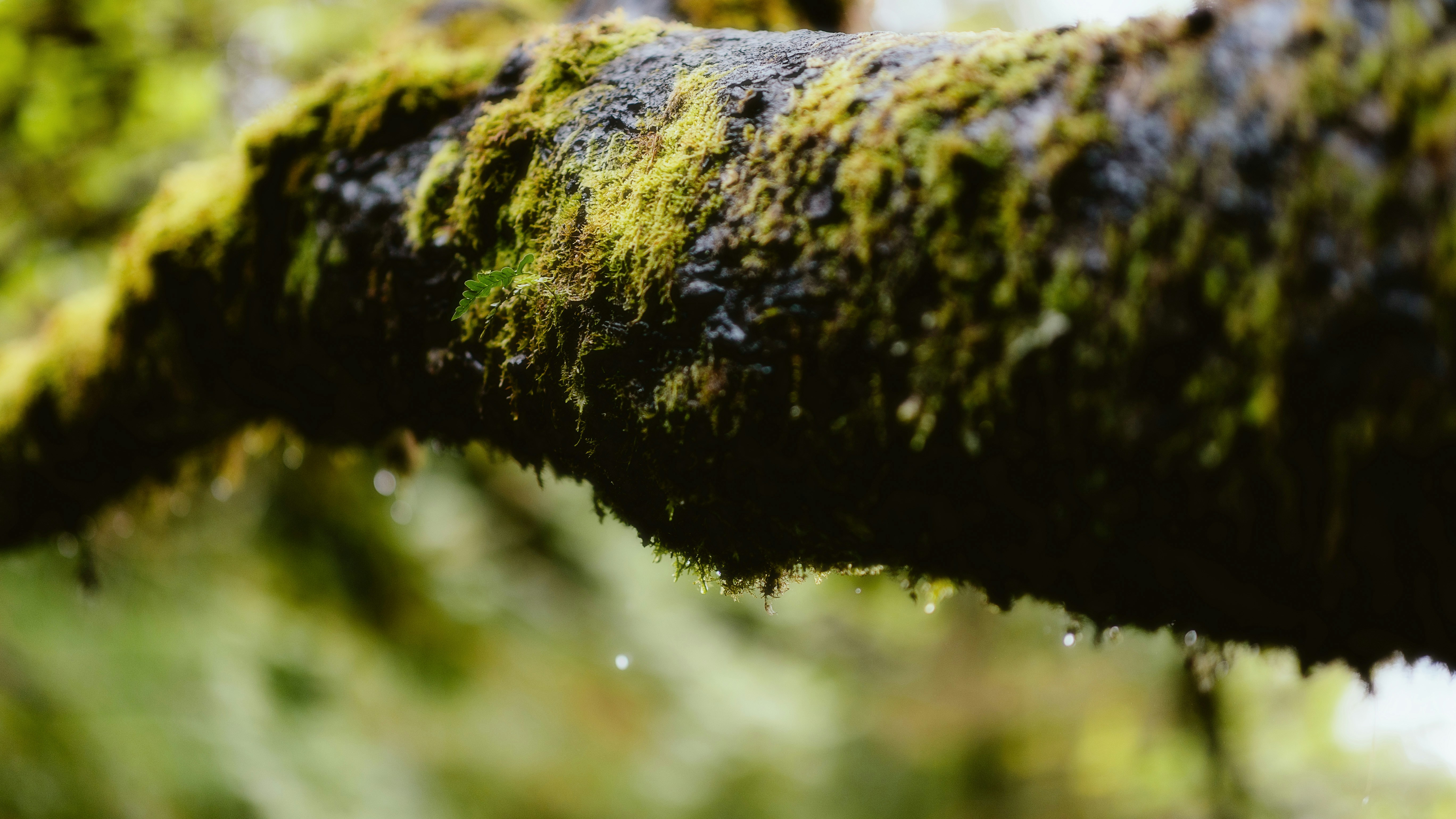 Photo by alingavriliuc