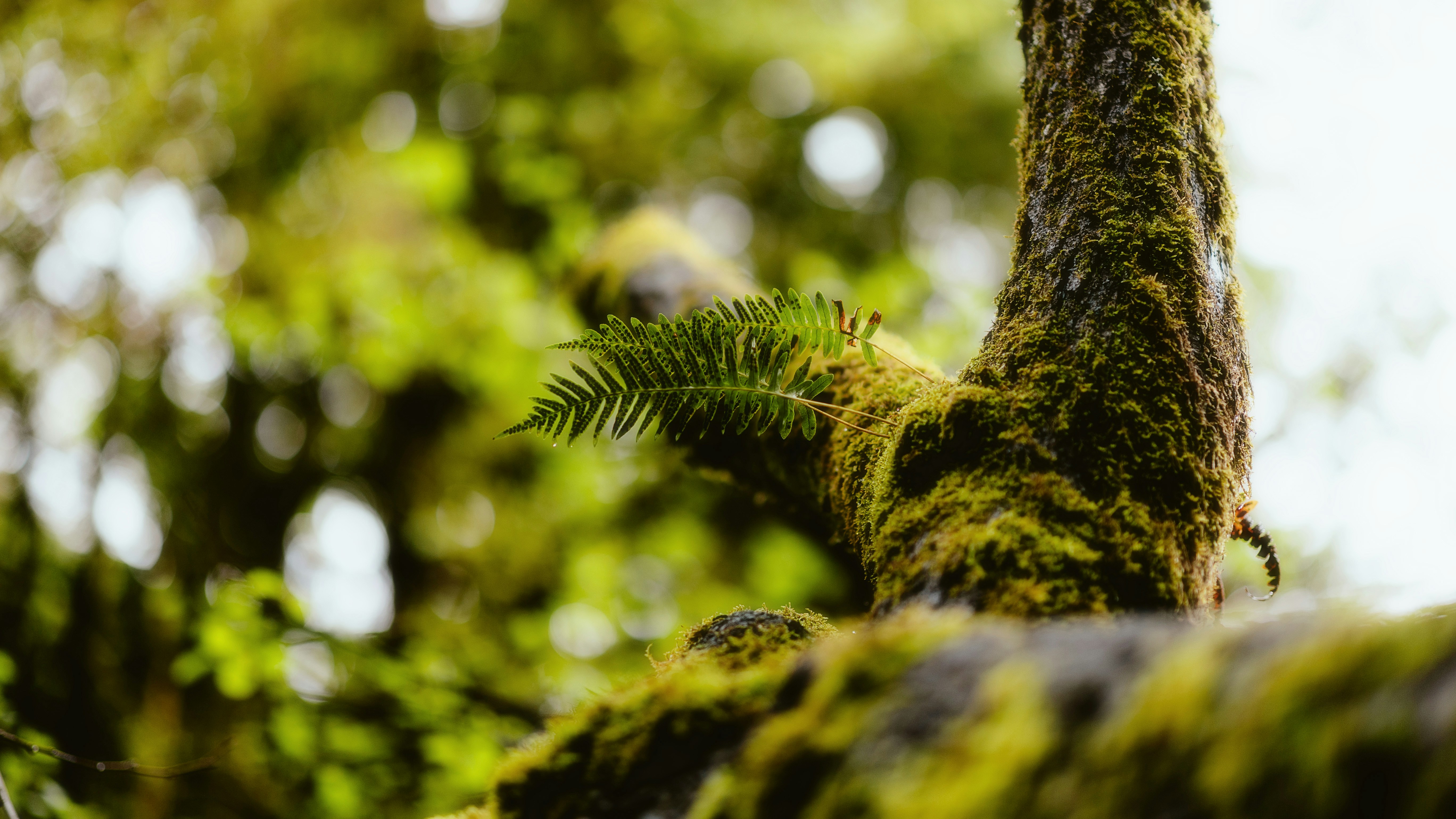 Photo by alingavriliuc