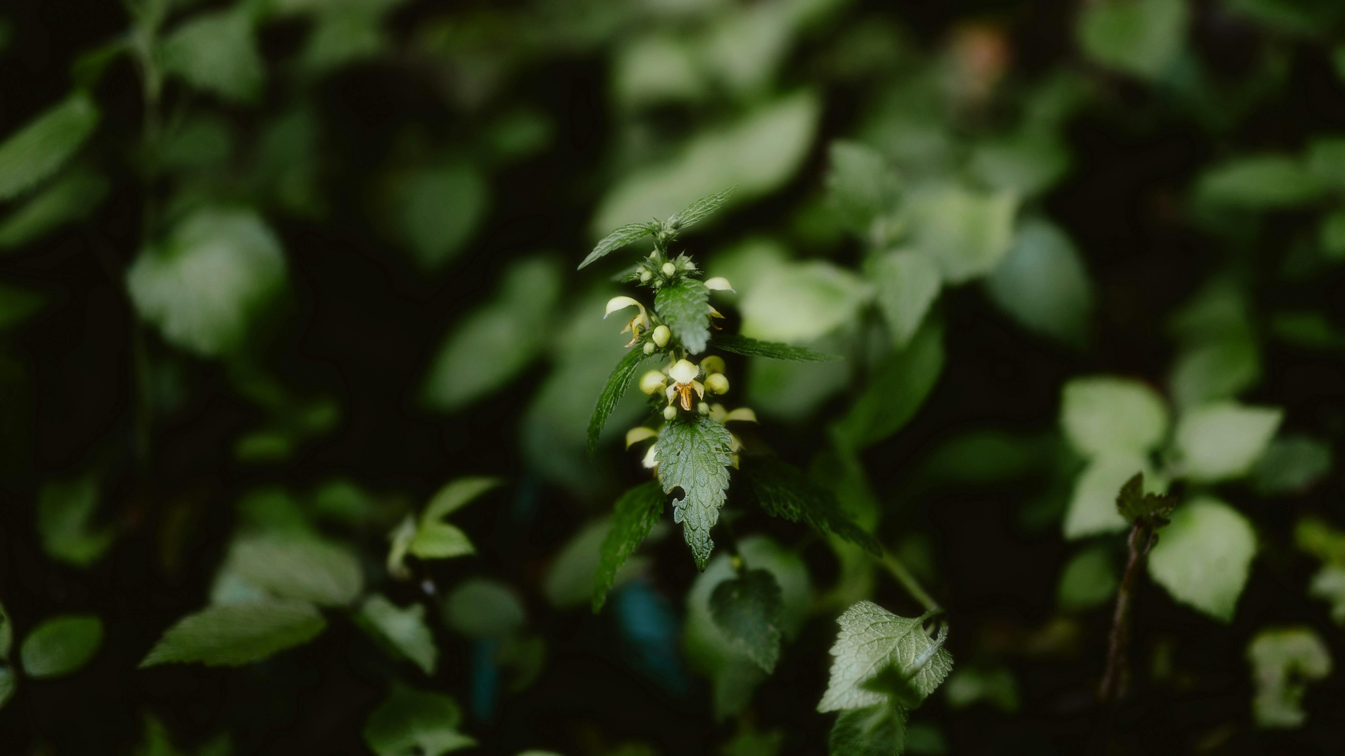 Photo by alingavriliuc