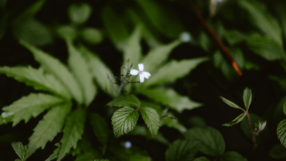 푸른 잎으로 둘러싸인 작은 흰색 꽃