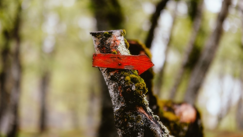 숲 속의 나무에 달린 붉은 십자가