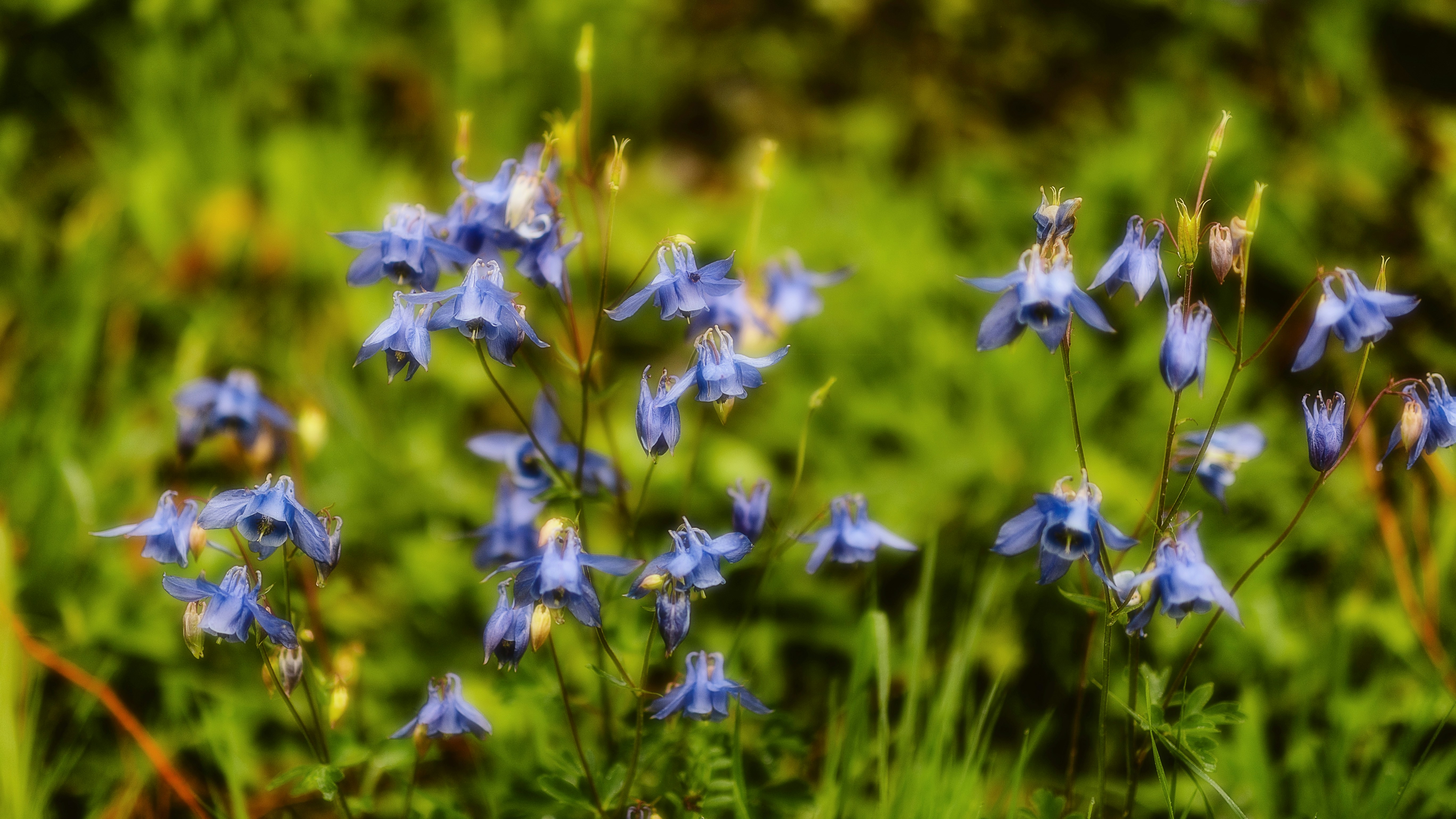 Photo by alingavriliuc