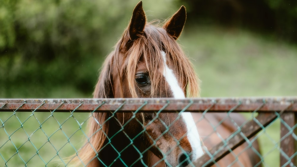 un gros plan d’un cheval derrière une clôture