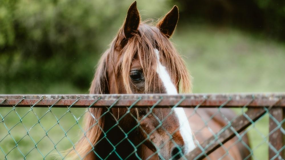 un primo piano di un cavallo dietro una recinzione