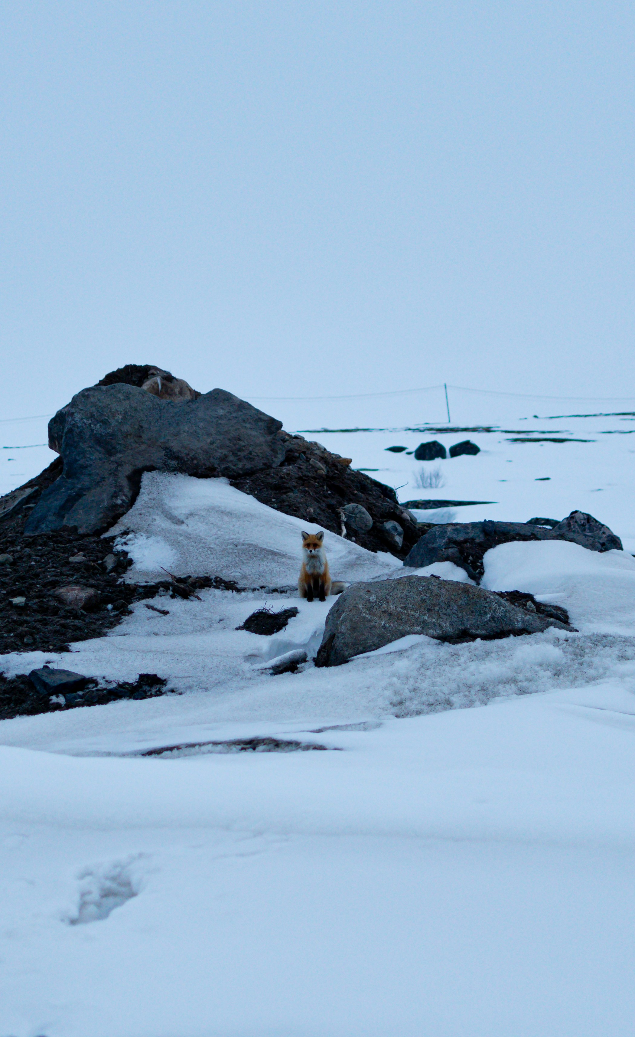 a bear that is standing in the snow
