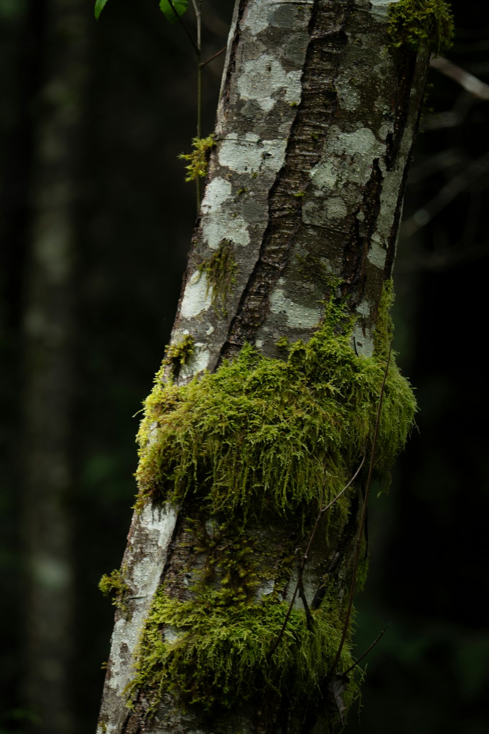 a moss covered tree trunk in a forest