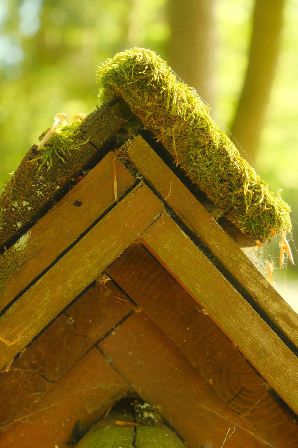 ein Vogelhaus mit Moos auf dem Dach