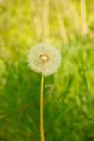 a dandelion in the foreground with a blurry background