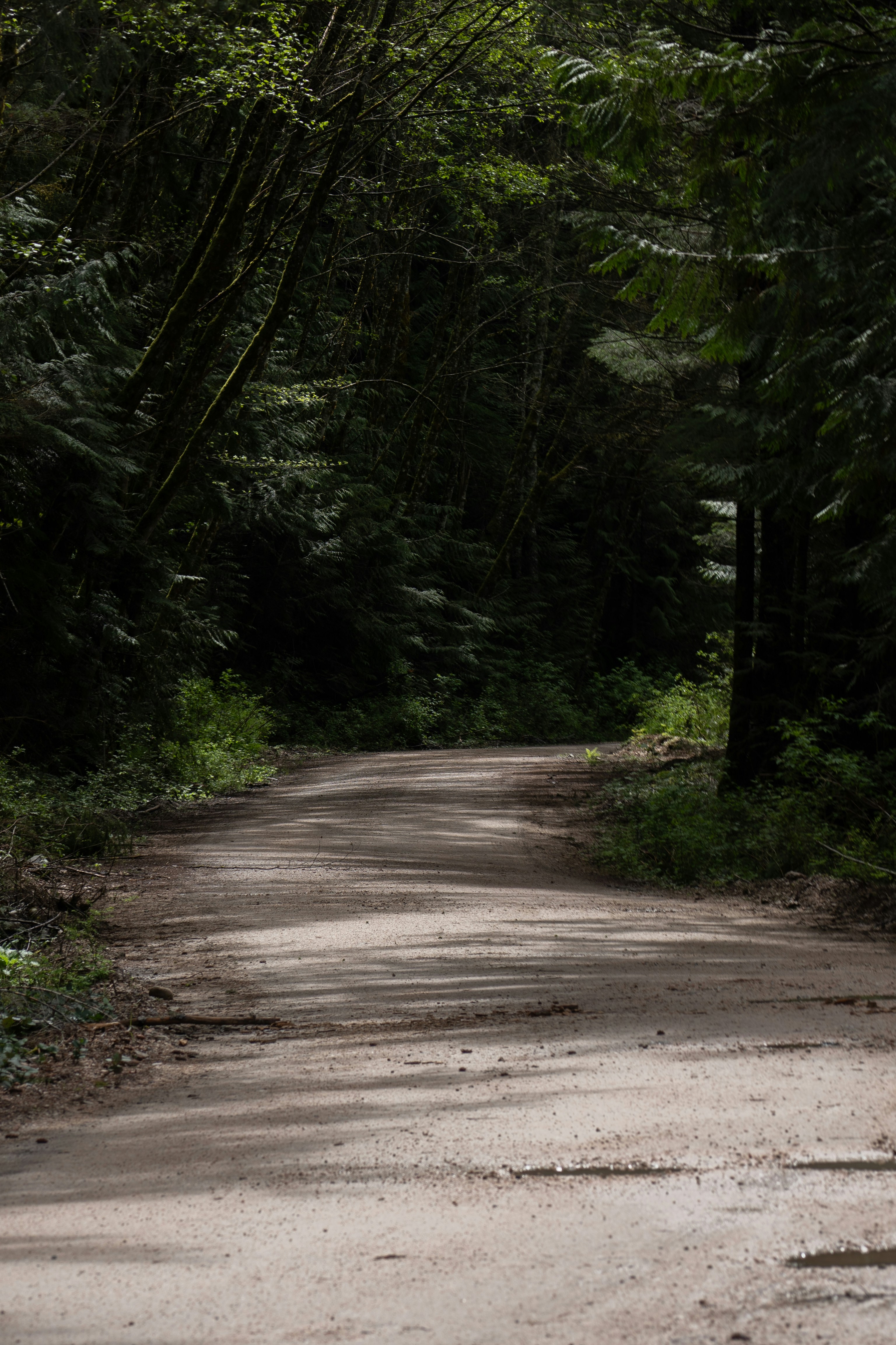 an empty dirt road in the middle of a forest