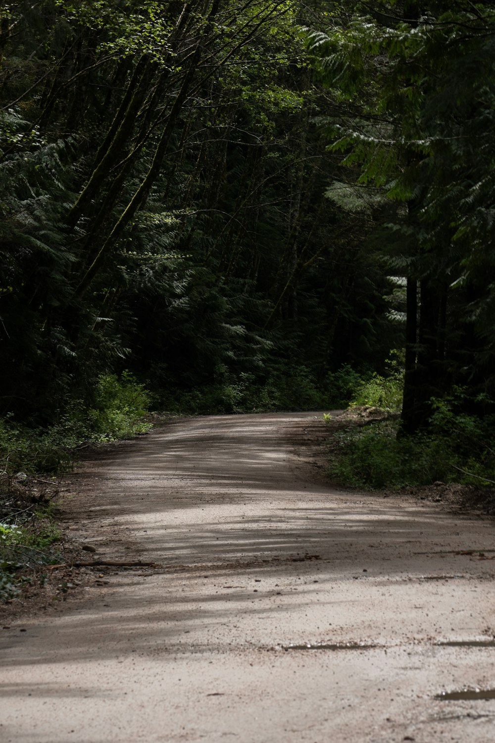 an empty dirt road in the middle of a forest