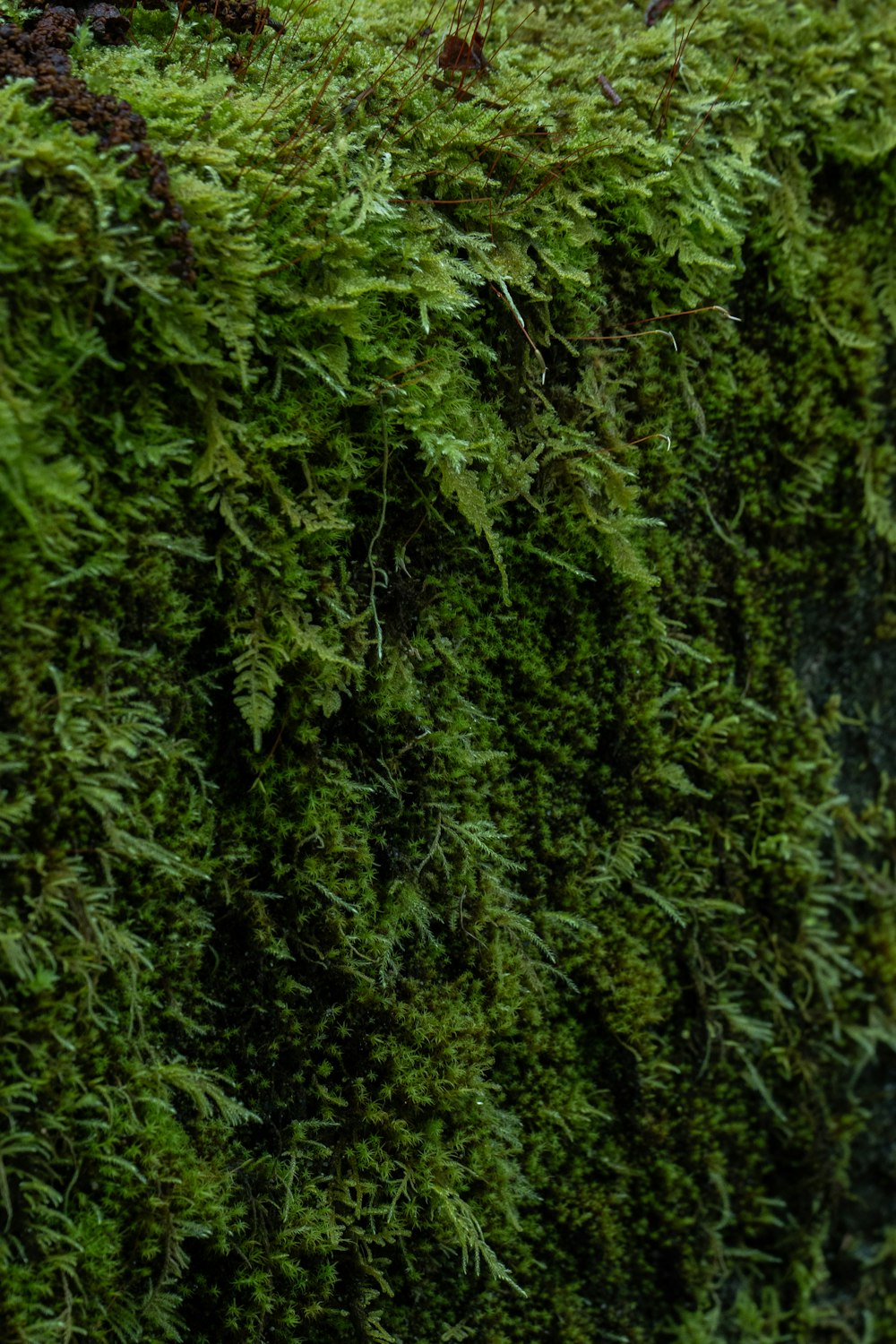 a bird is perched on a moss covered wall