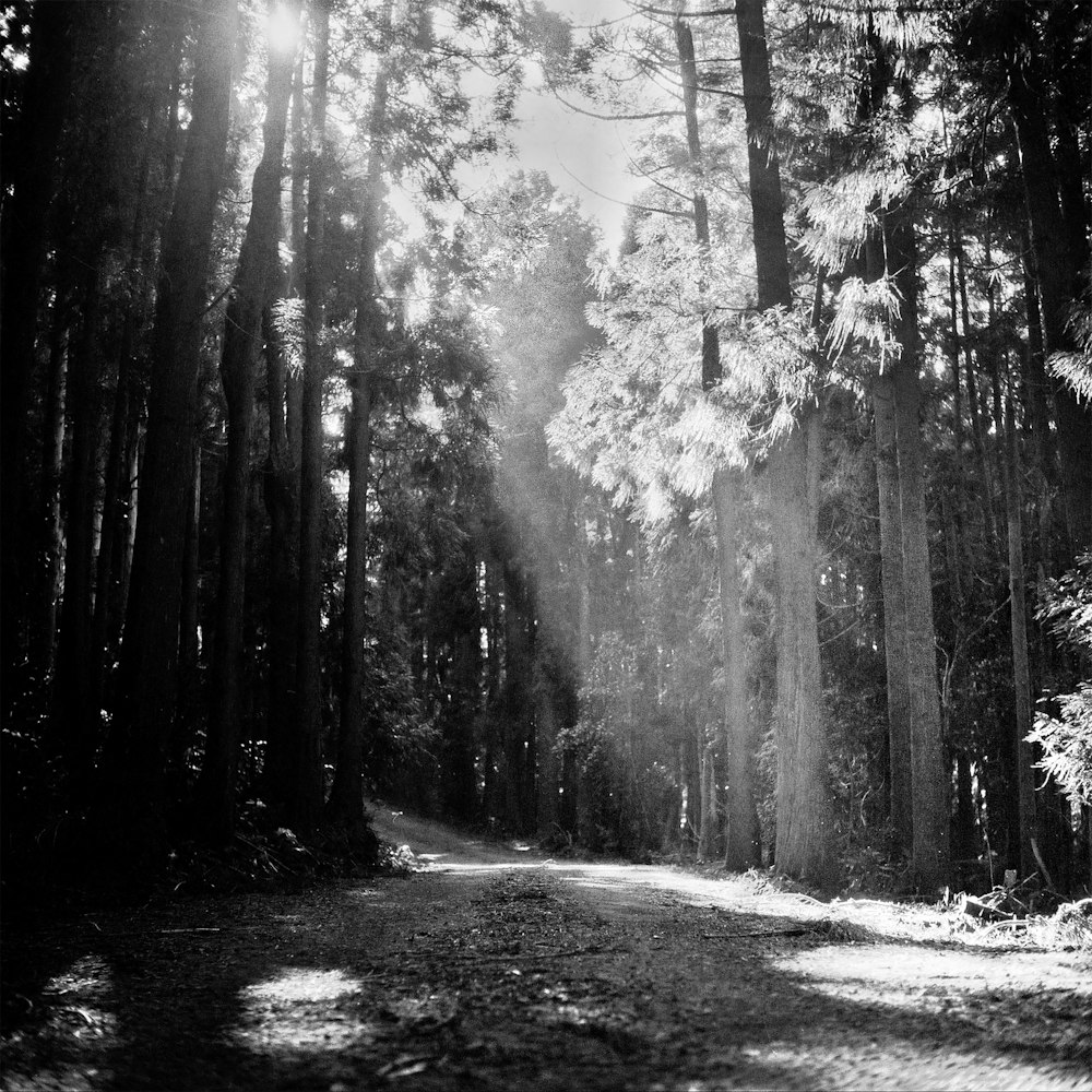 a black and white photo of the sun shining through the trees