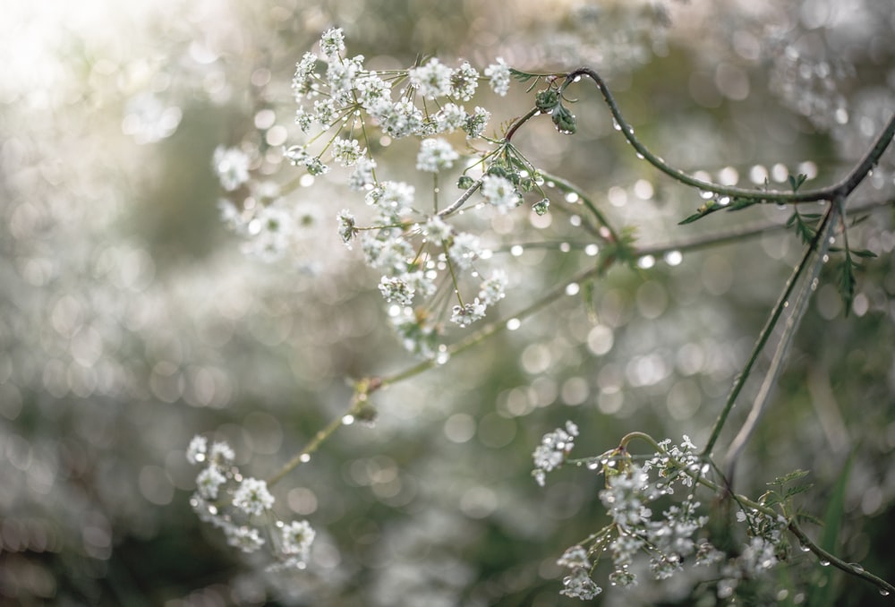 a close up of a plant with drops of water on it