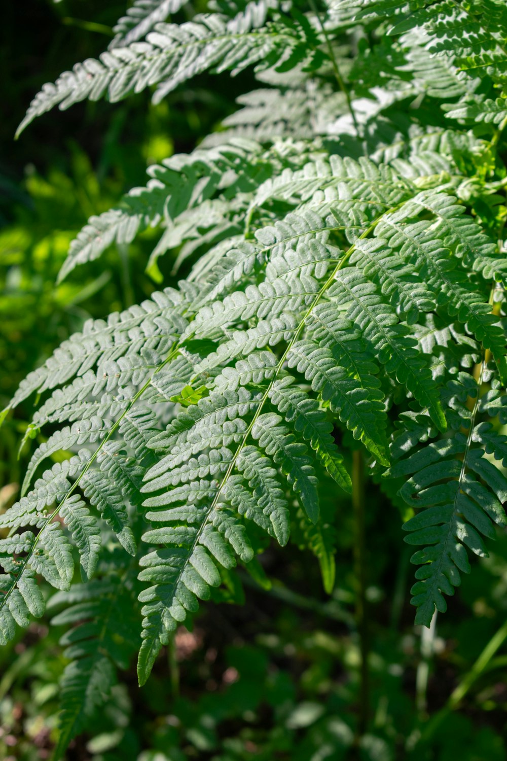 a close up of a green leafy plant