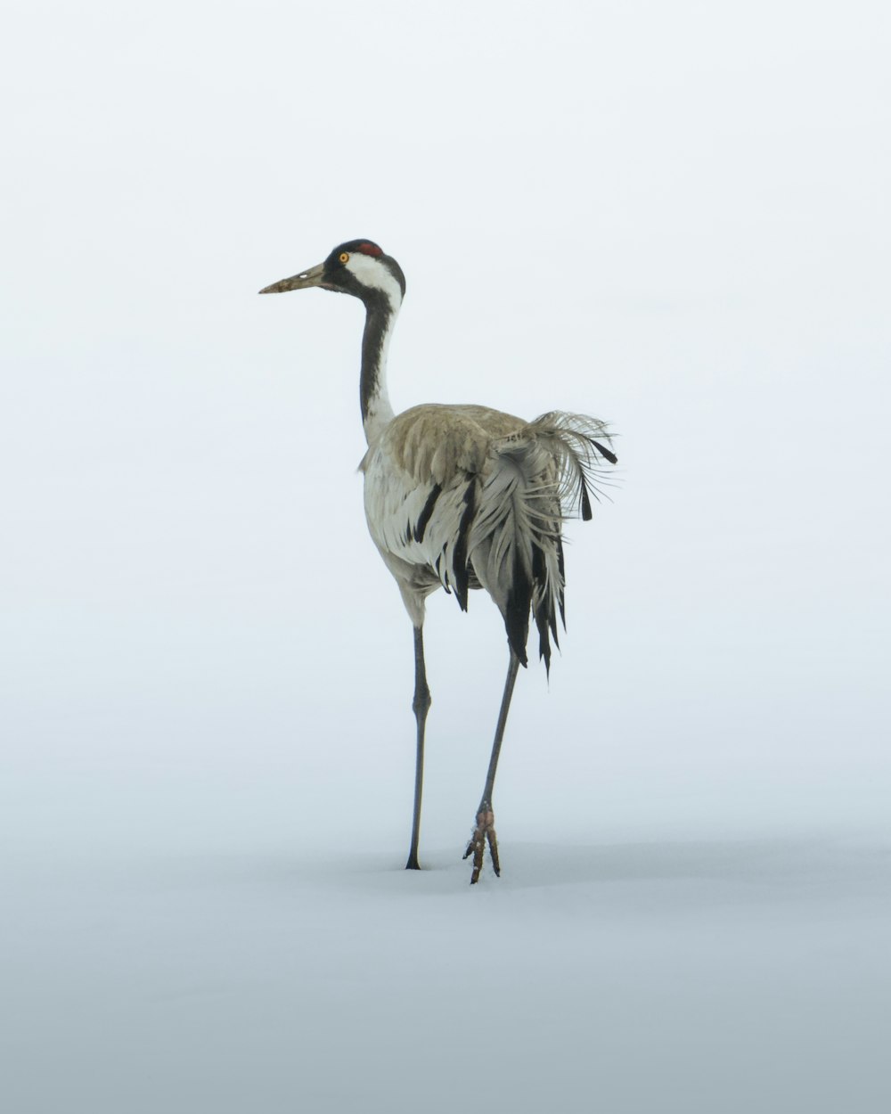 a crane standing in the snow on a white background