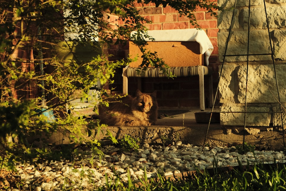 a cat sitting in the shade of a tree