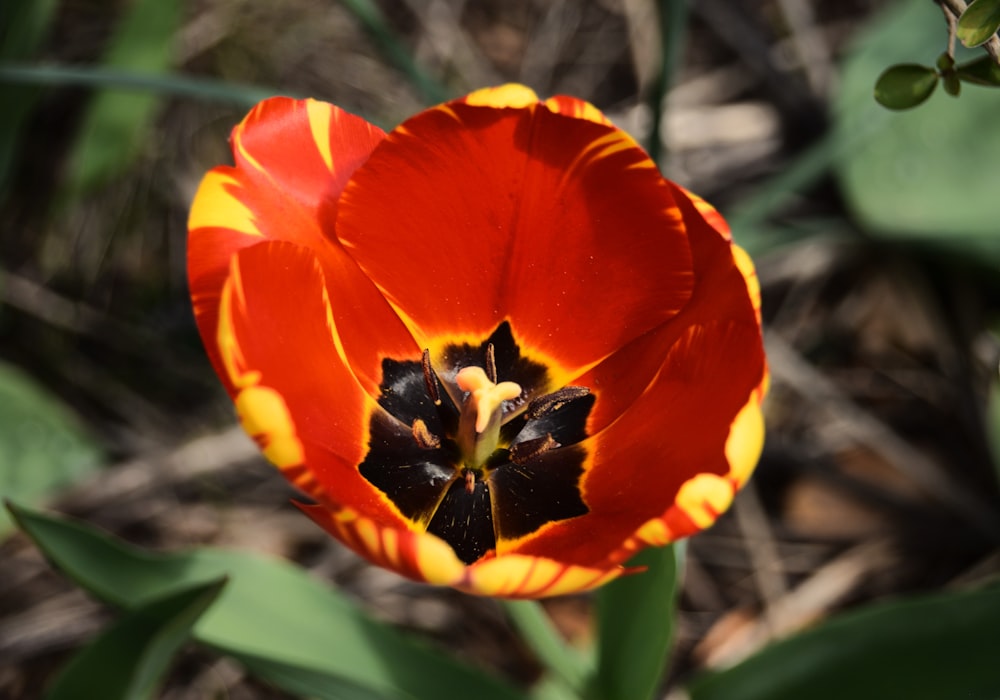 a close up of a red and yellow flower