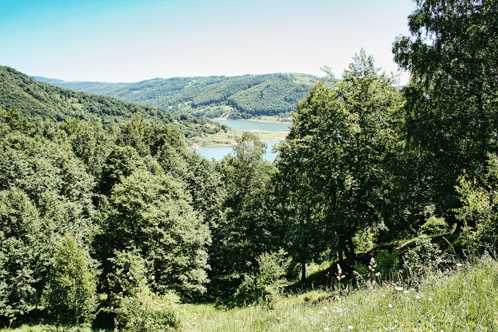 a lush green forest filled with lots of trees