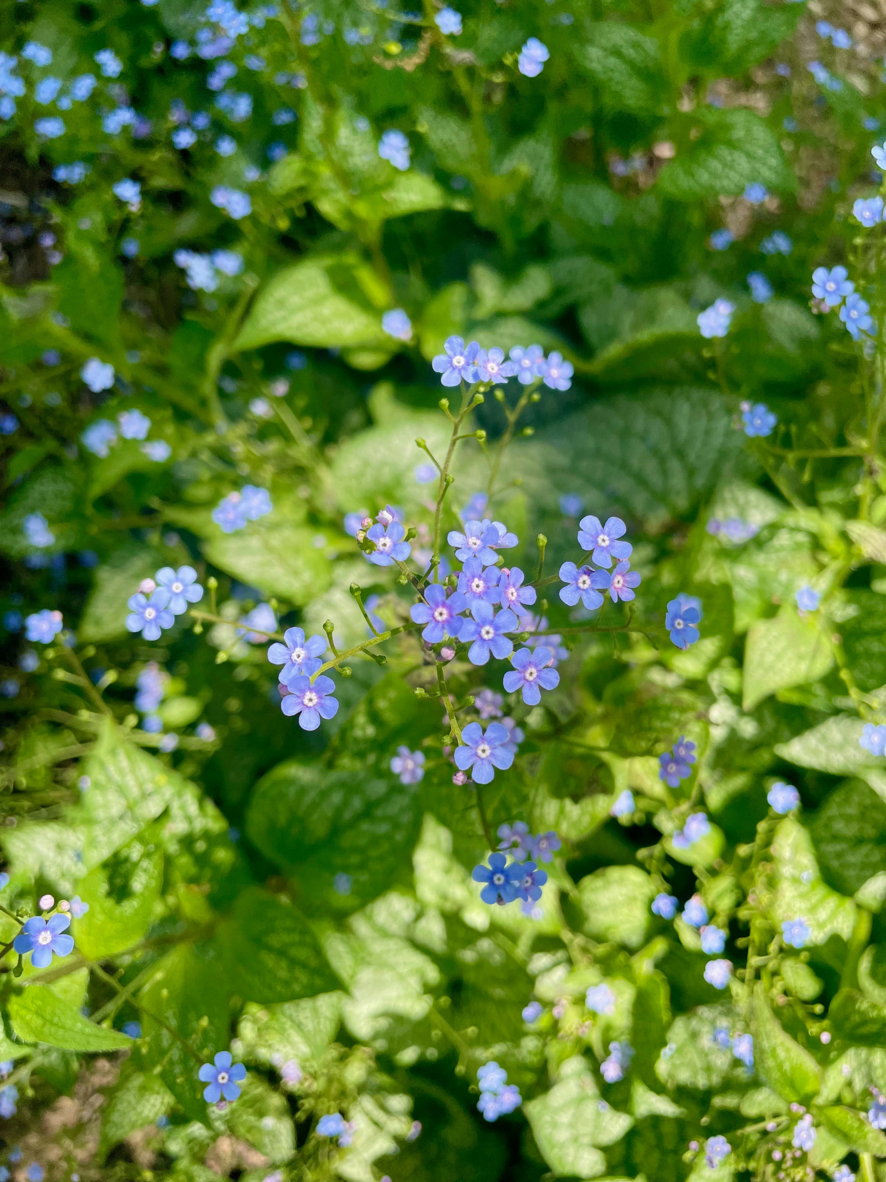 A bunch of blue flowers that are in the grass photo – Free Flower Image