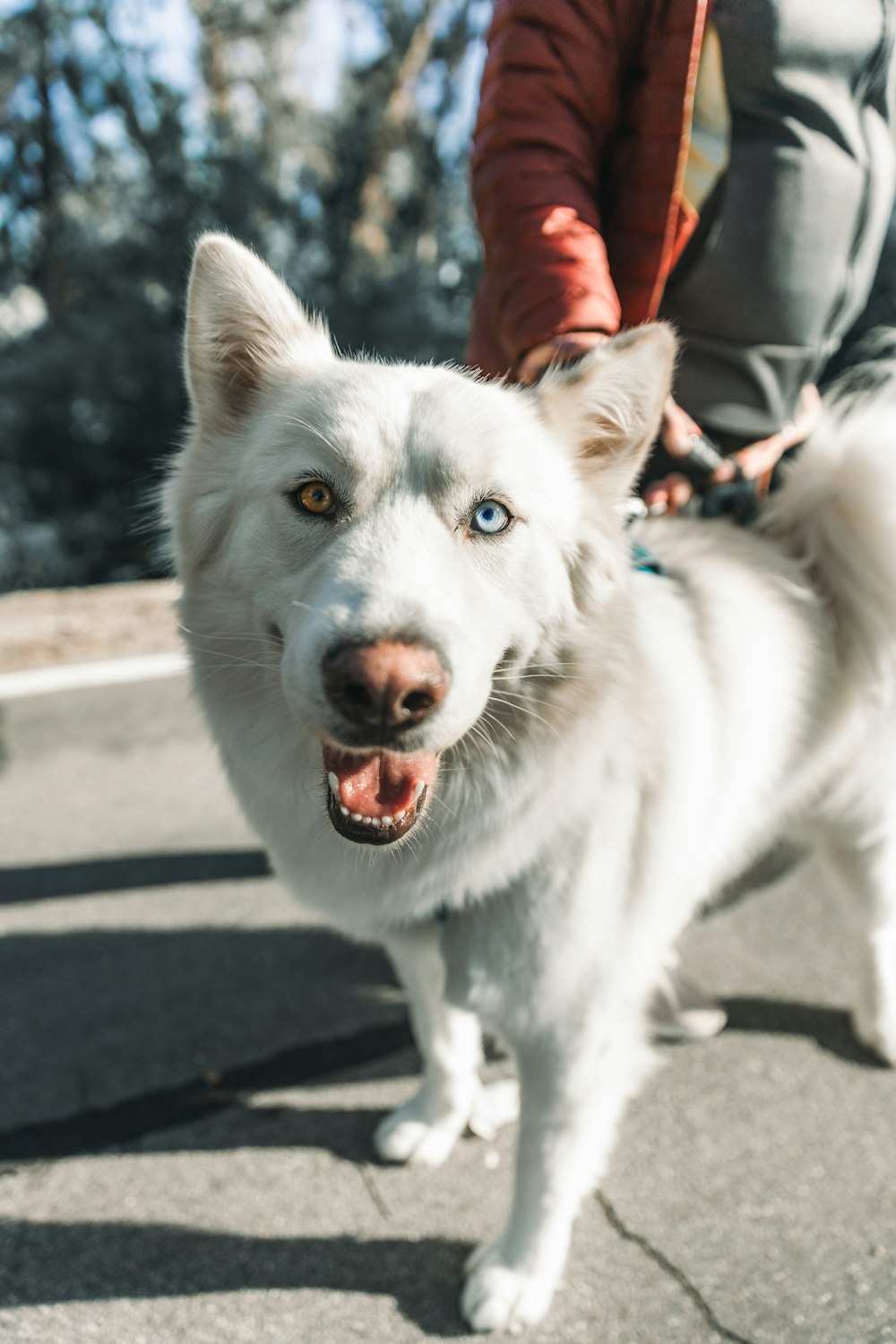 a close up of a dog on a leash