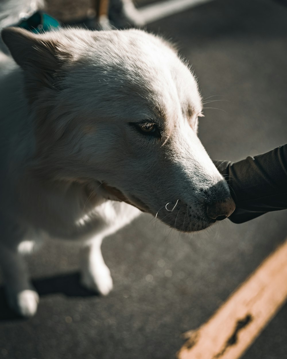 a close up of a dog sniffing a persons hand