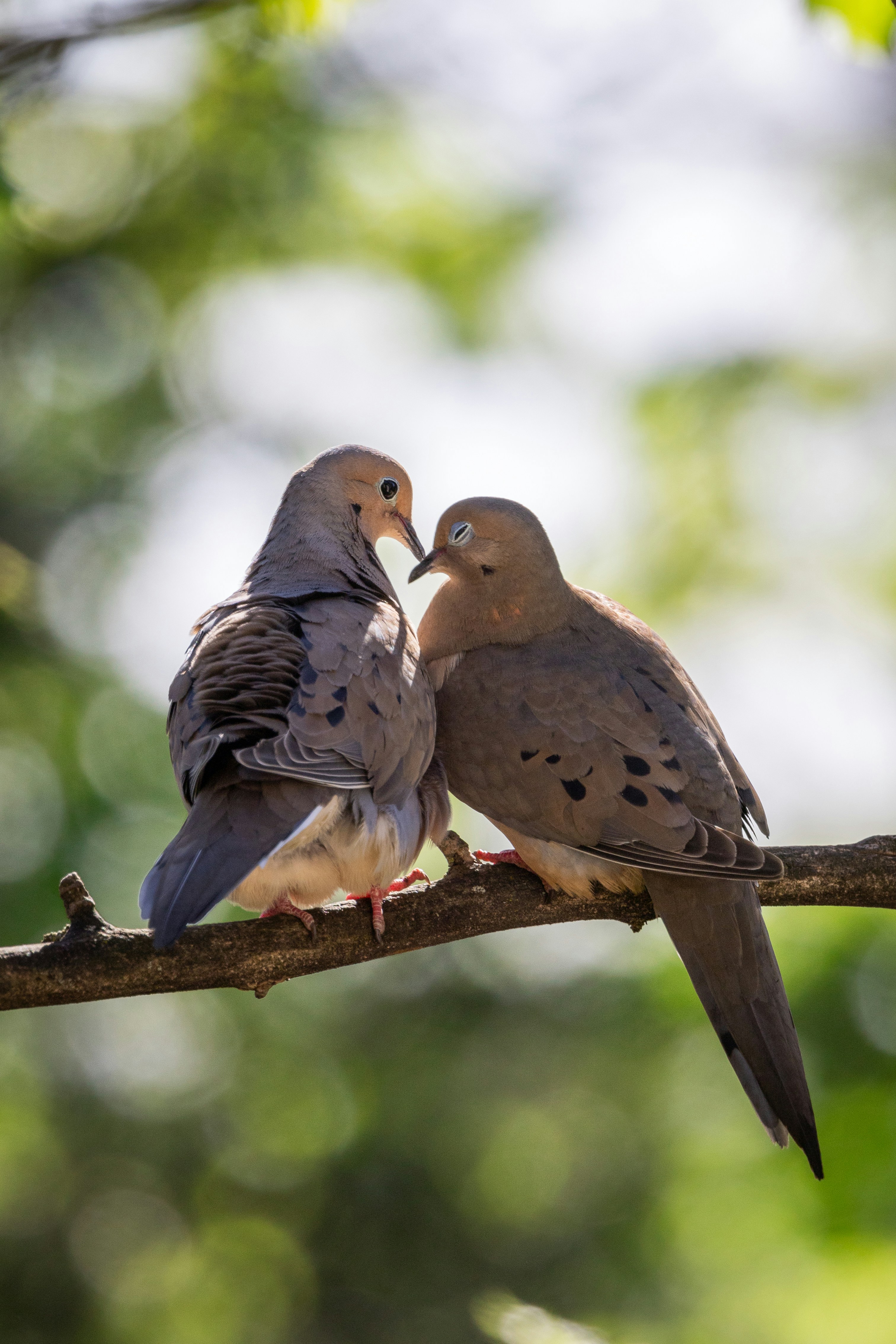 a couple of birds sitting on top of a tree branch