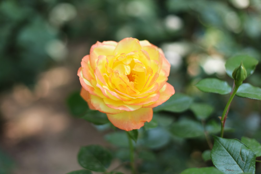 a yellow and orange flower with green leaves