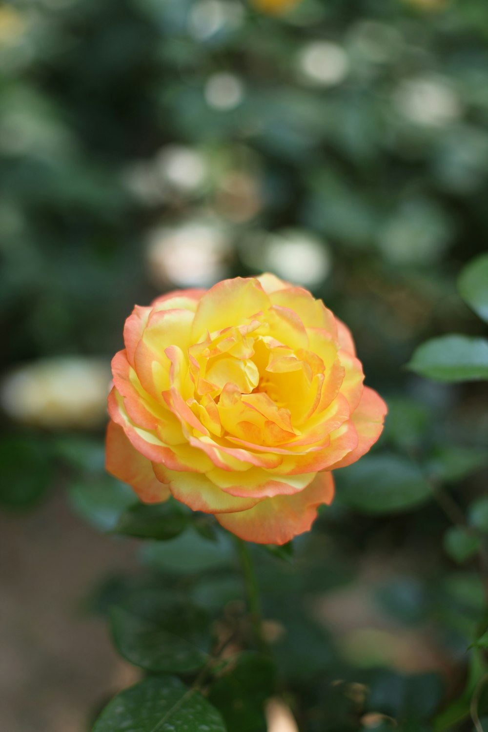 a yellow and orange rose in a garden