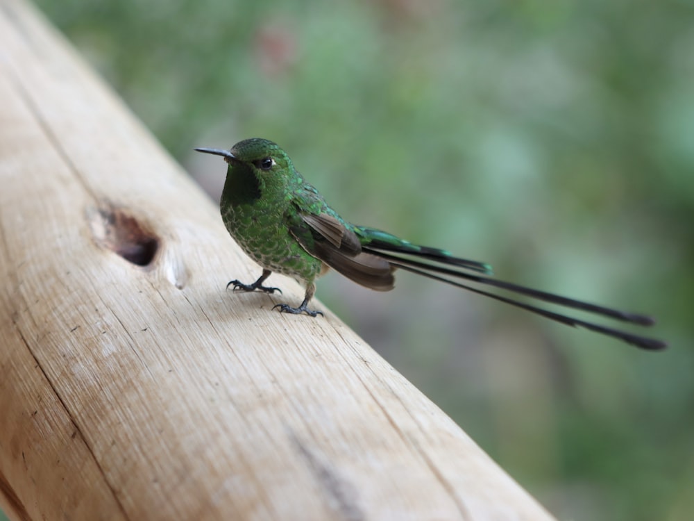 a small green bird perched on a piece of wood