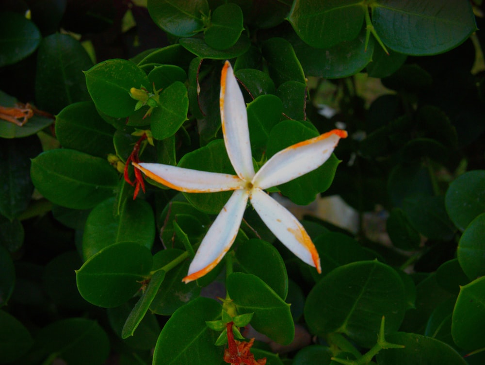 a white and orange flower with green leaves