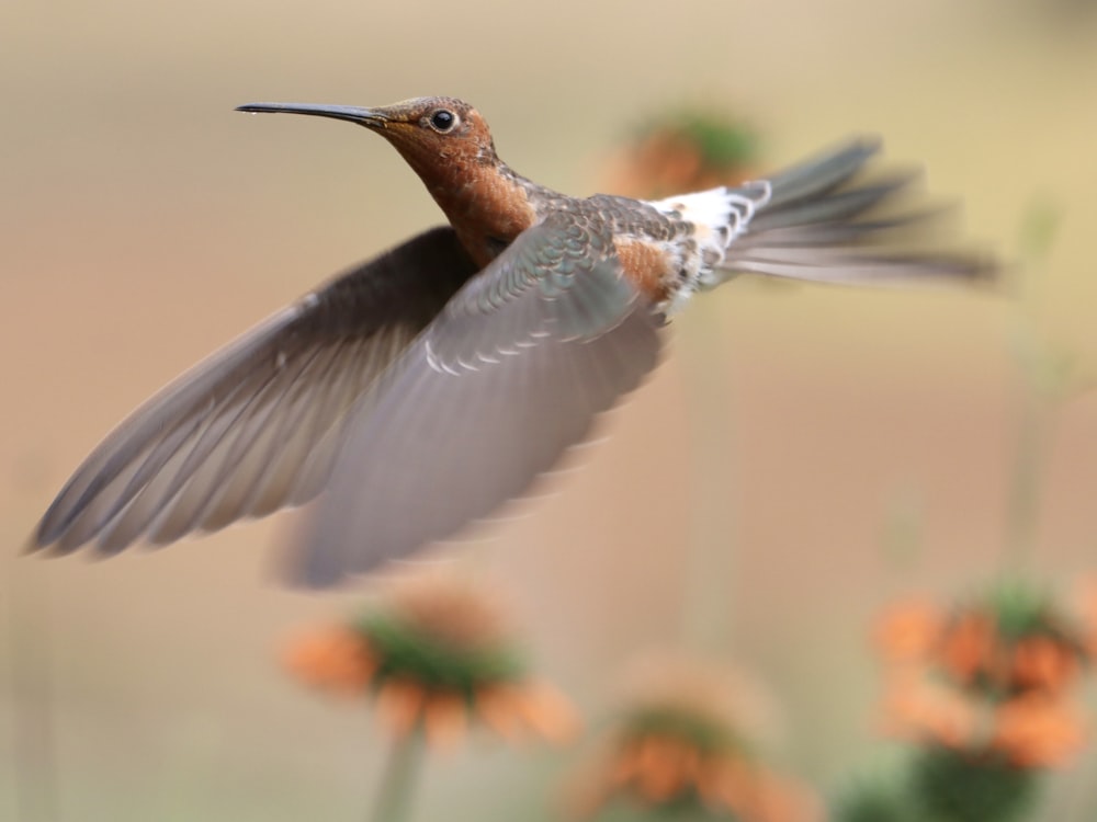 a small bird flying over a field of flowers