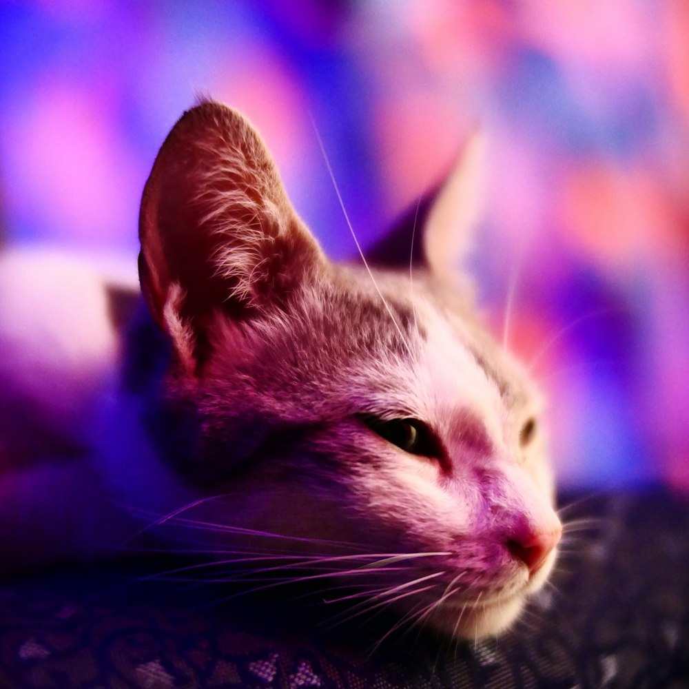 a close up of a cat laying on a couch