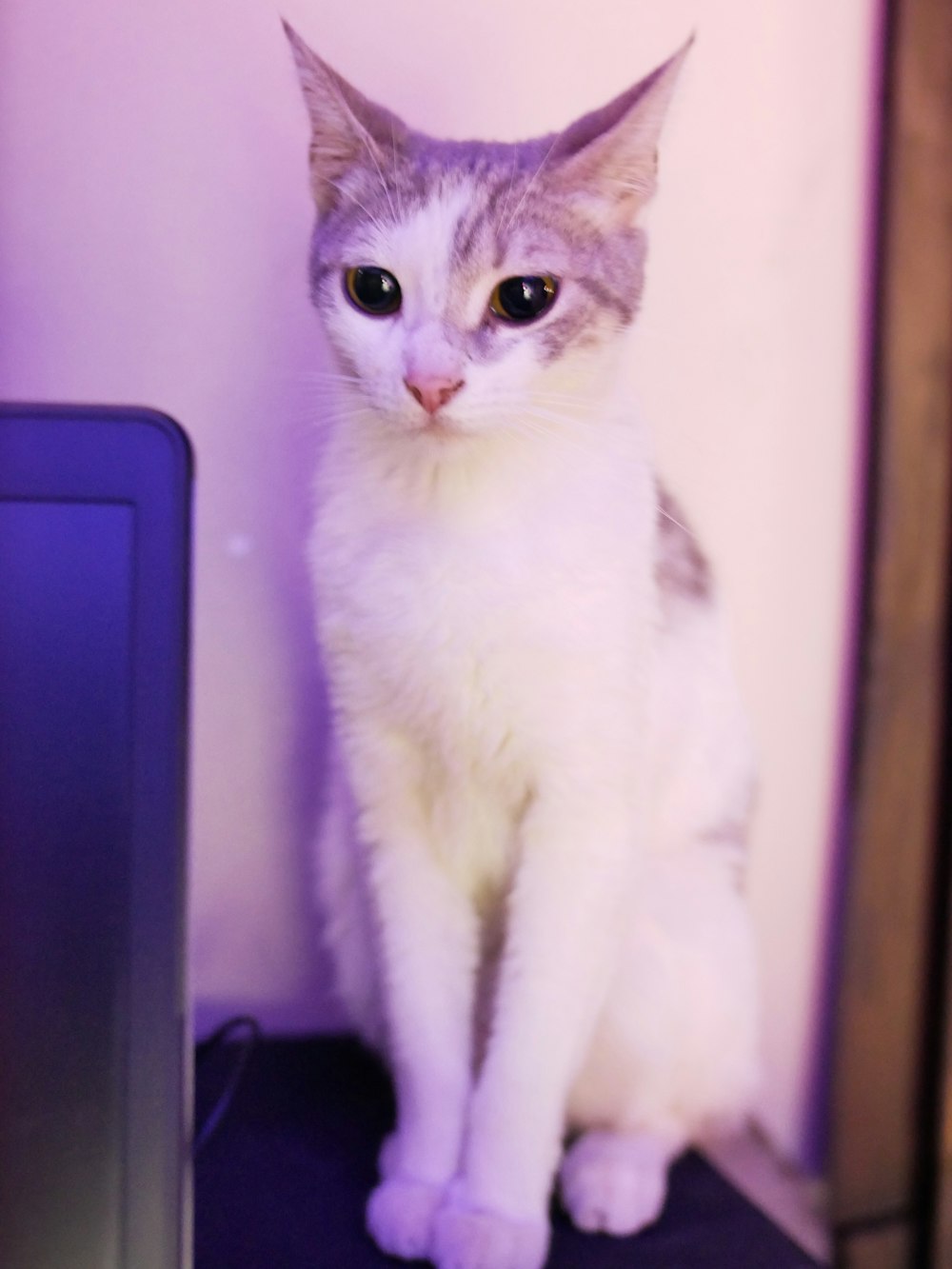 a grey and white cat sitting on top of a table