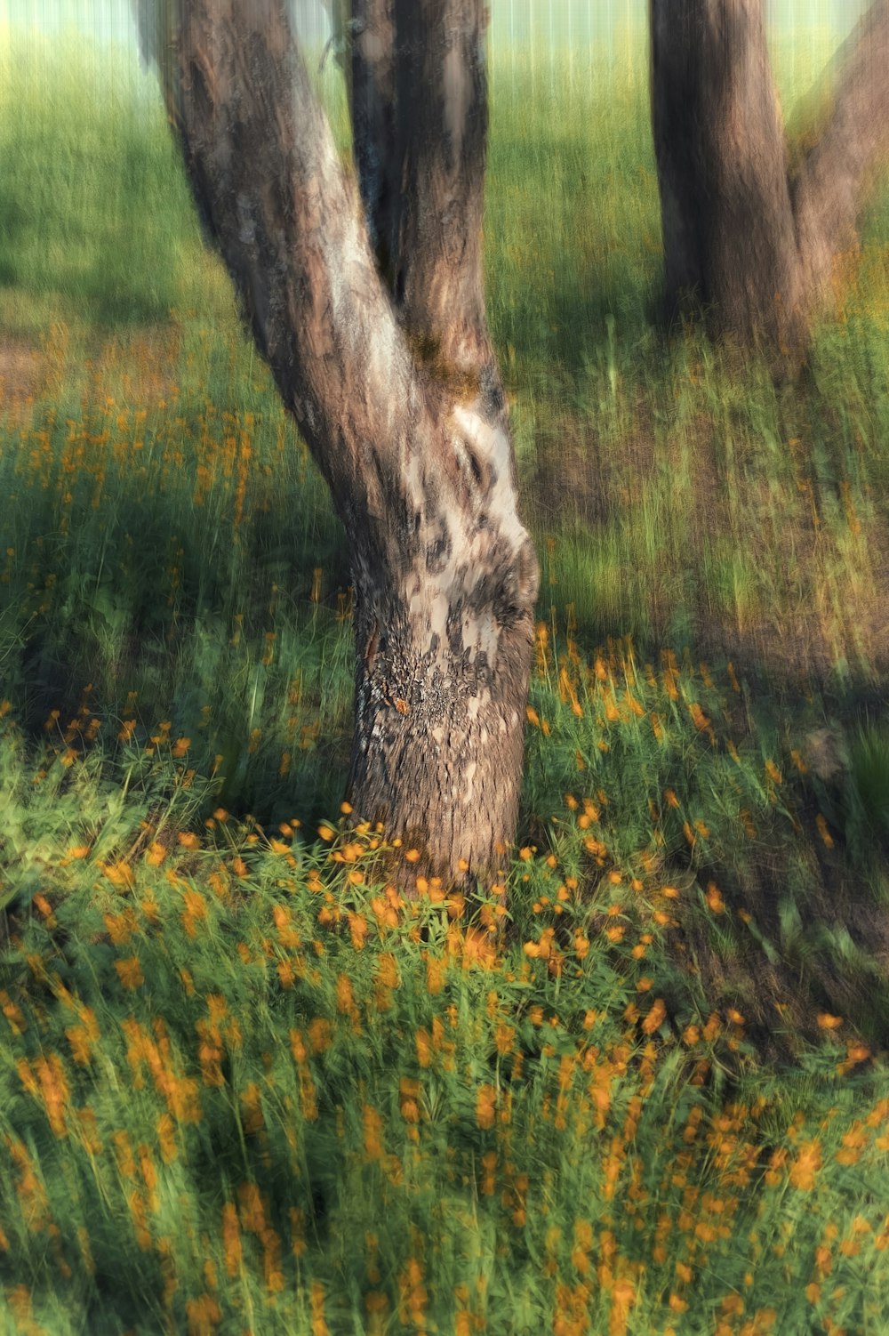 a blurry photo of a tree in a field