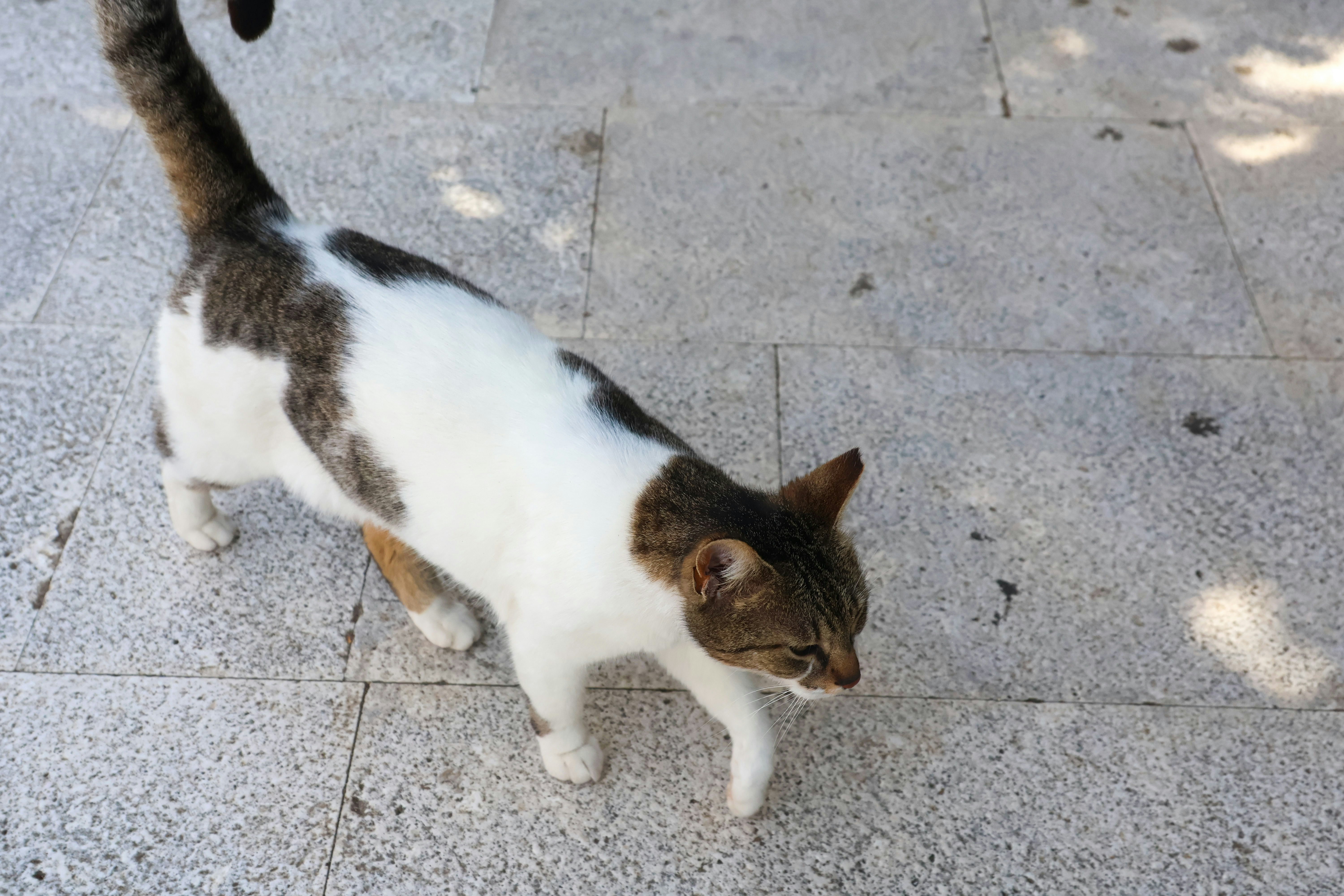 A cat walking across a sidewalk next to a tree