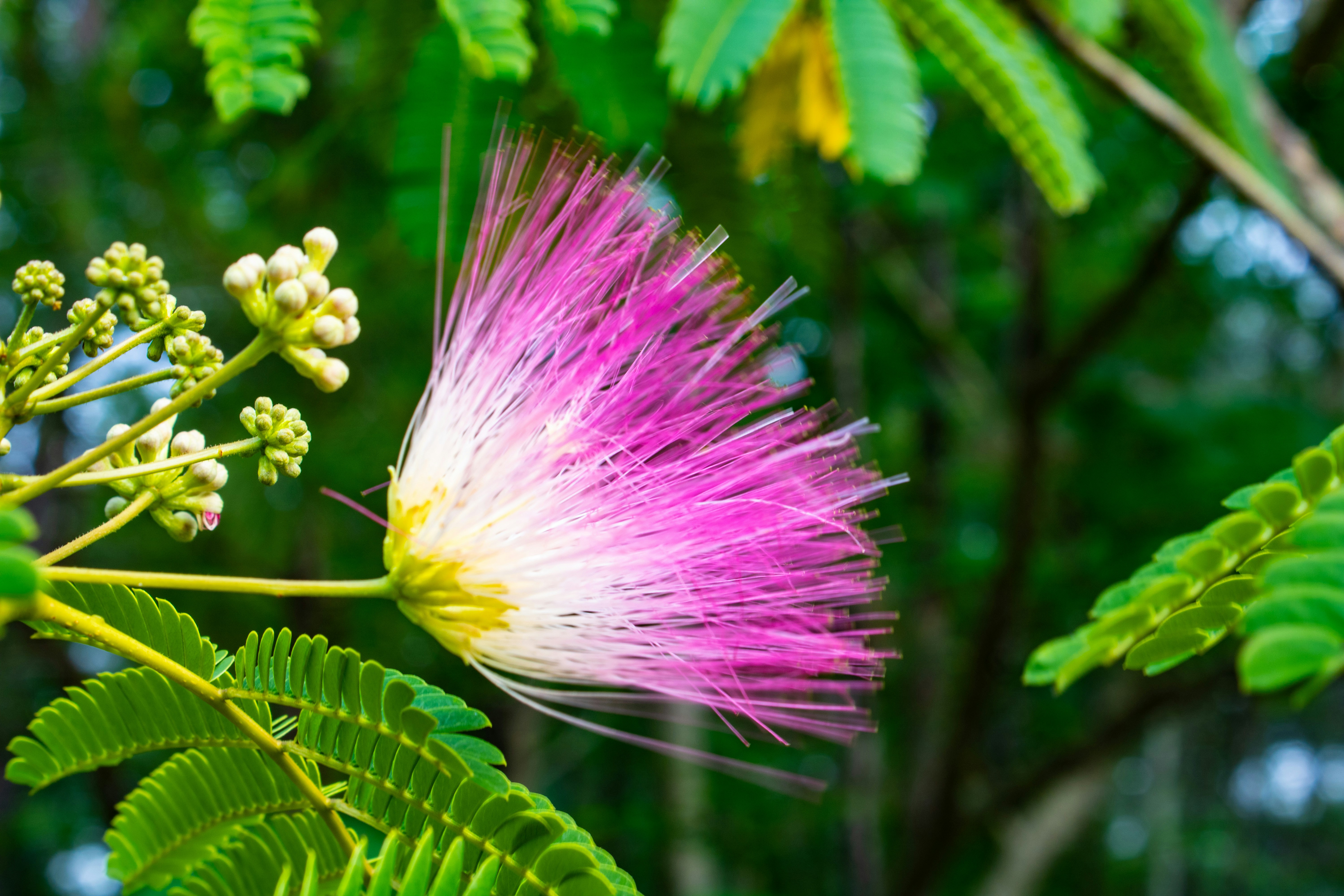 a close up of a flower on a tree