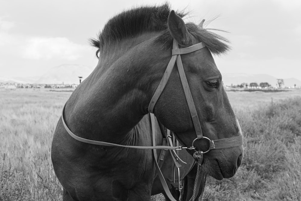 a black and white photo of a horse in a field
