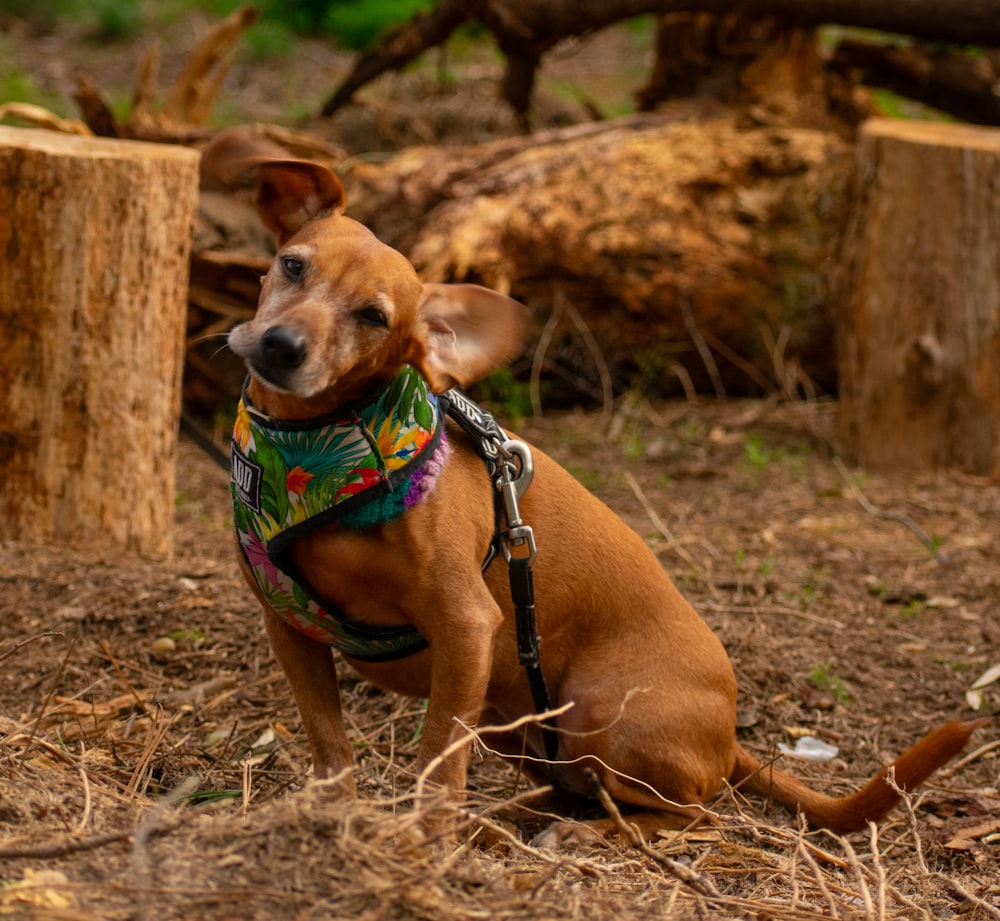 a brown dog wearing a bandana sitting on the ground