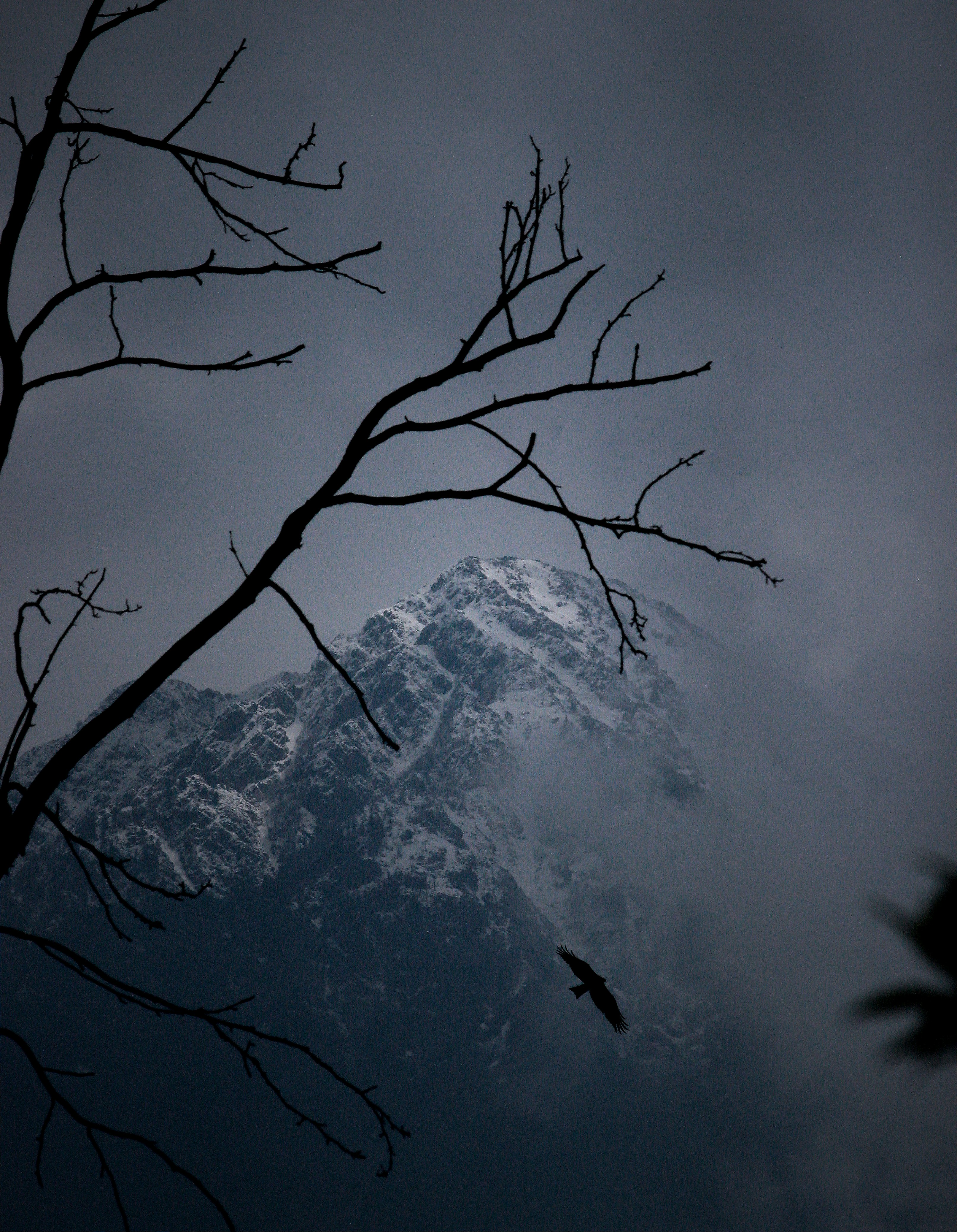 a bird flying in front of a snow covered mountain