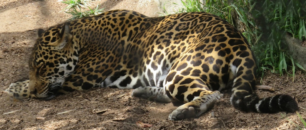 a large leopard laying on top of a dirt field