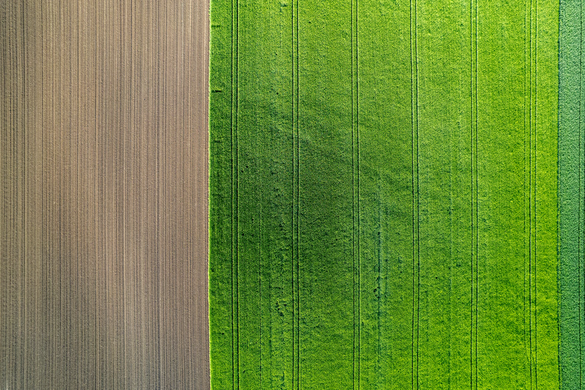 a green field and a brown field from above