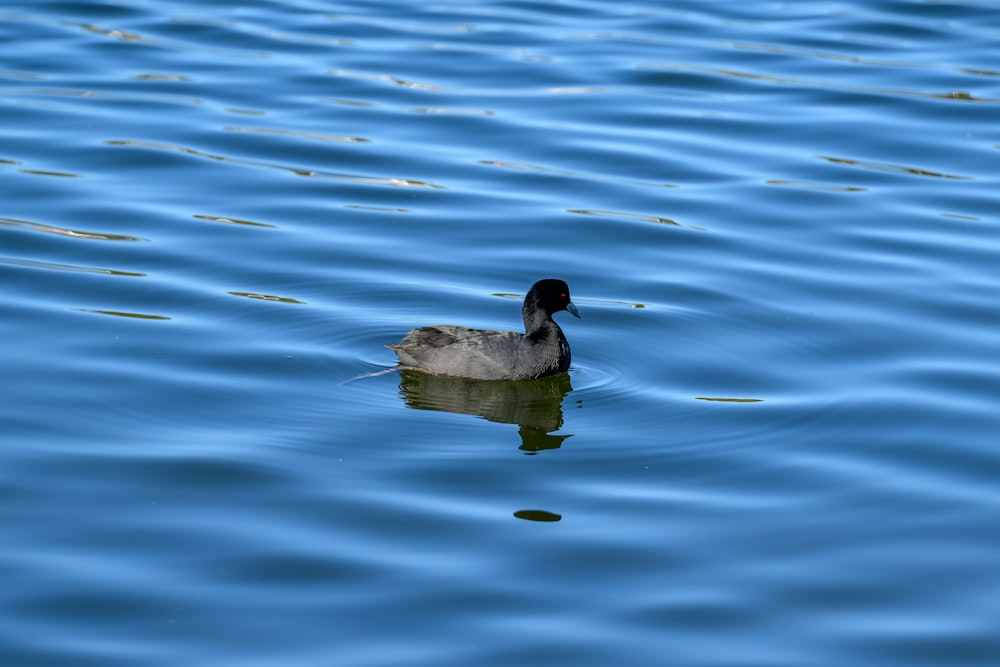 a duck floating on top of a body of water