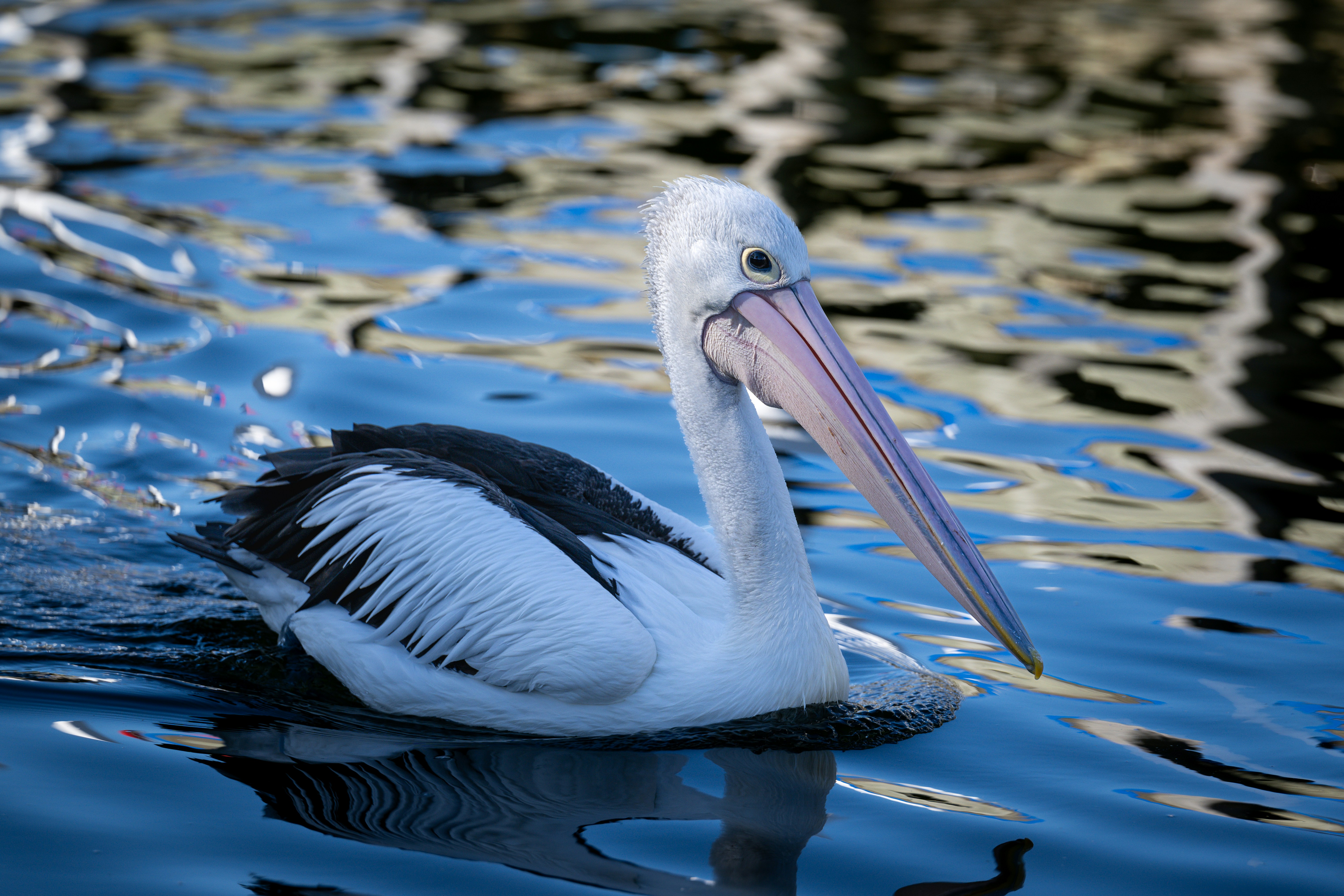 Paynesville, Victoria