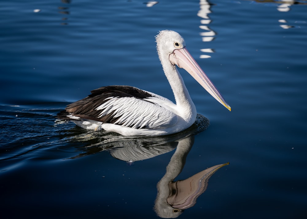 a large white and black bird floating on top of a body of water