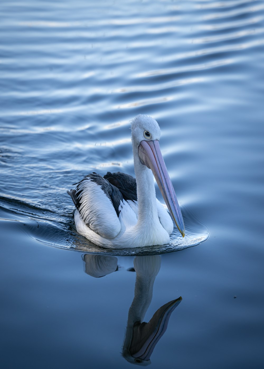 a pelican is swimming in a body of water